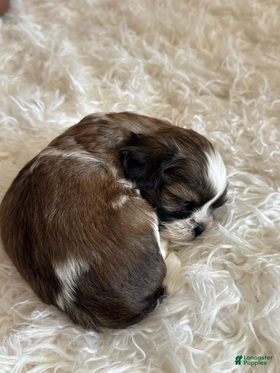 Shih Tzu dogs for sale: Shih Tzu Puppy 2 - Ad 3