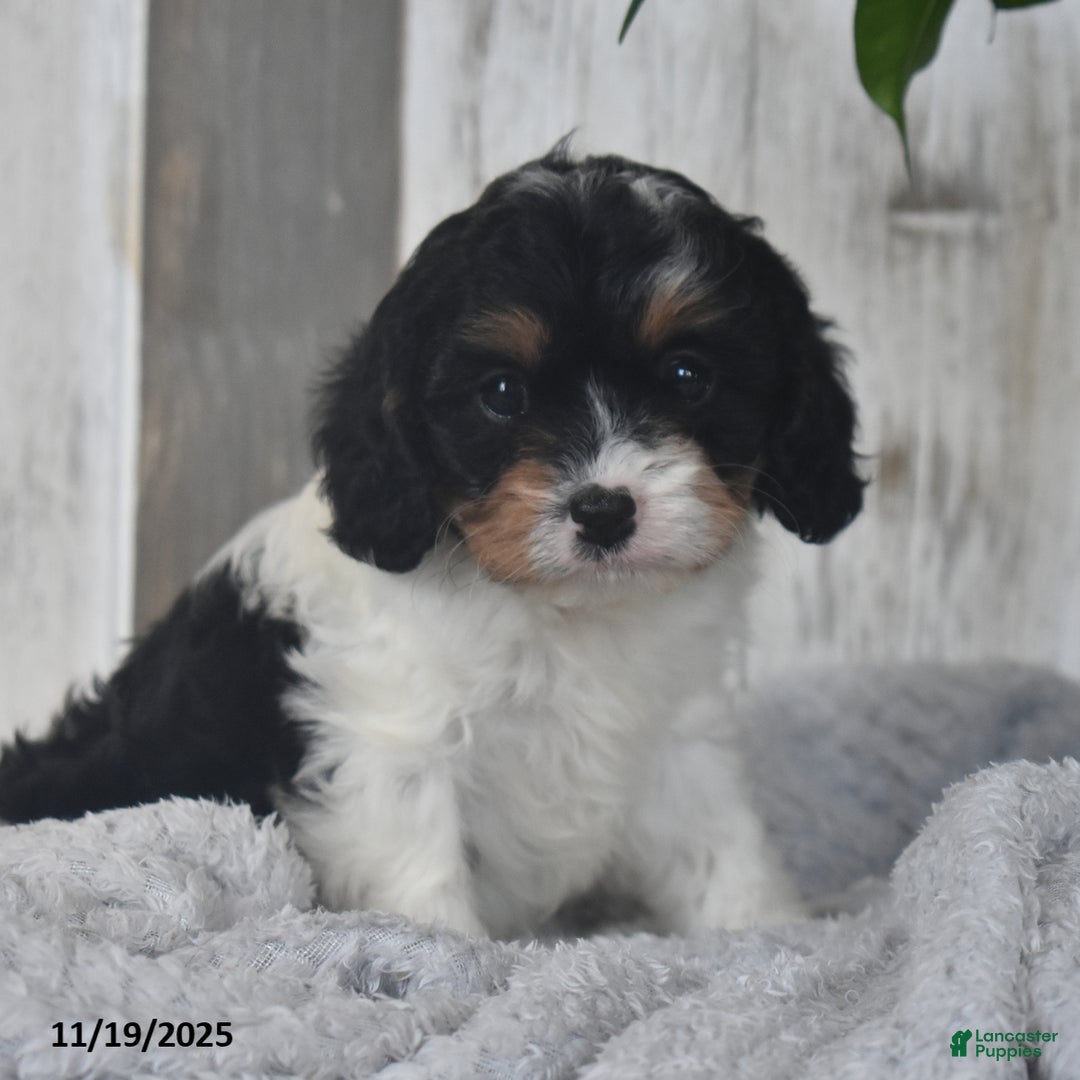 Cavapoo dogs for sale: Jolly - Ad 1