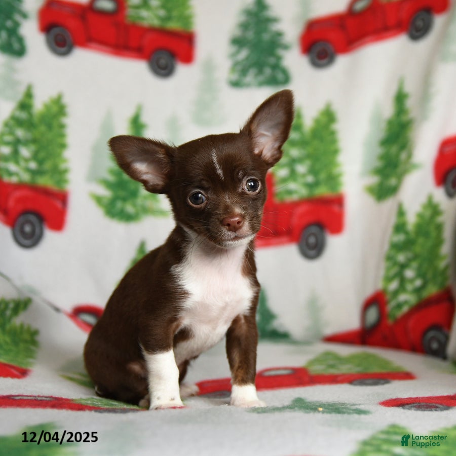 Chihuahua dogs Butterscotch - Ad 36