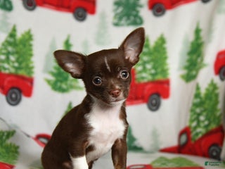 Chihuahua dogs Butterscotch - Ad 15