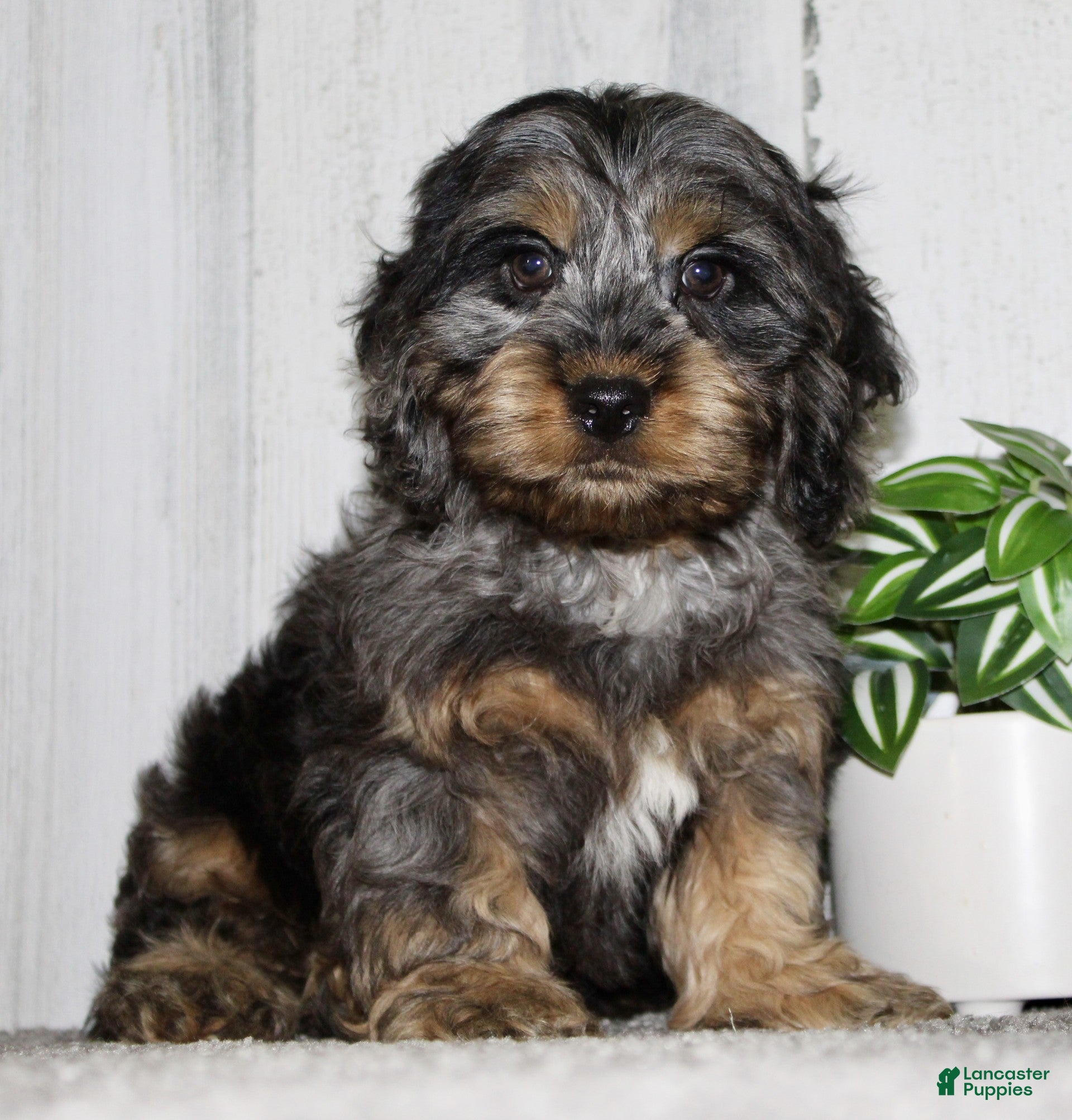 Cockapoo dogs Snickers - Ad 2