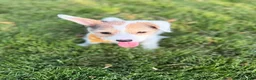 Mixed Breed dogs for sale: Lilly - Female - Whie/Black/Brown - Ad 3