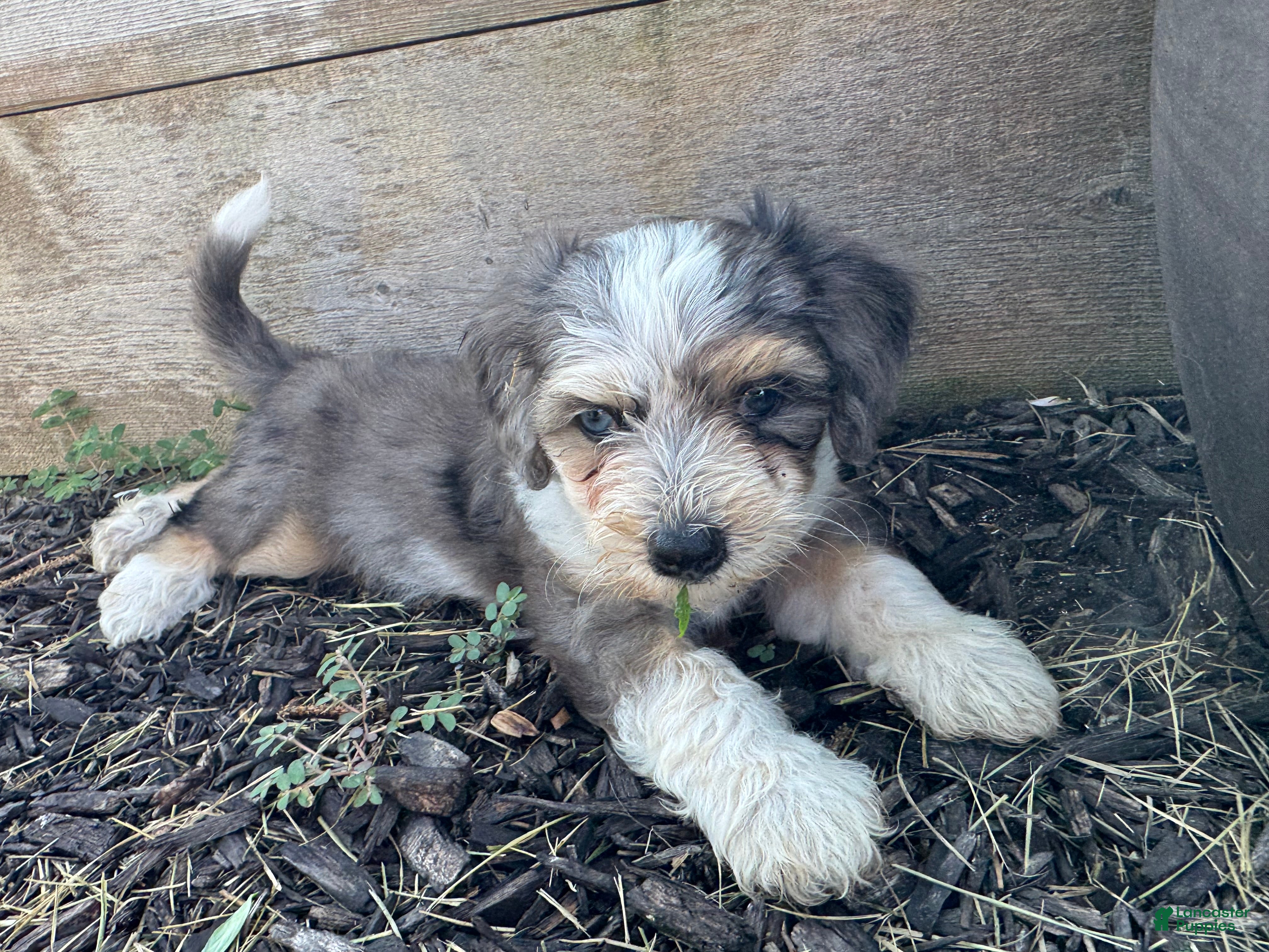 Mini Bernedoodle dogs Red collar male - Ad 2