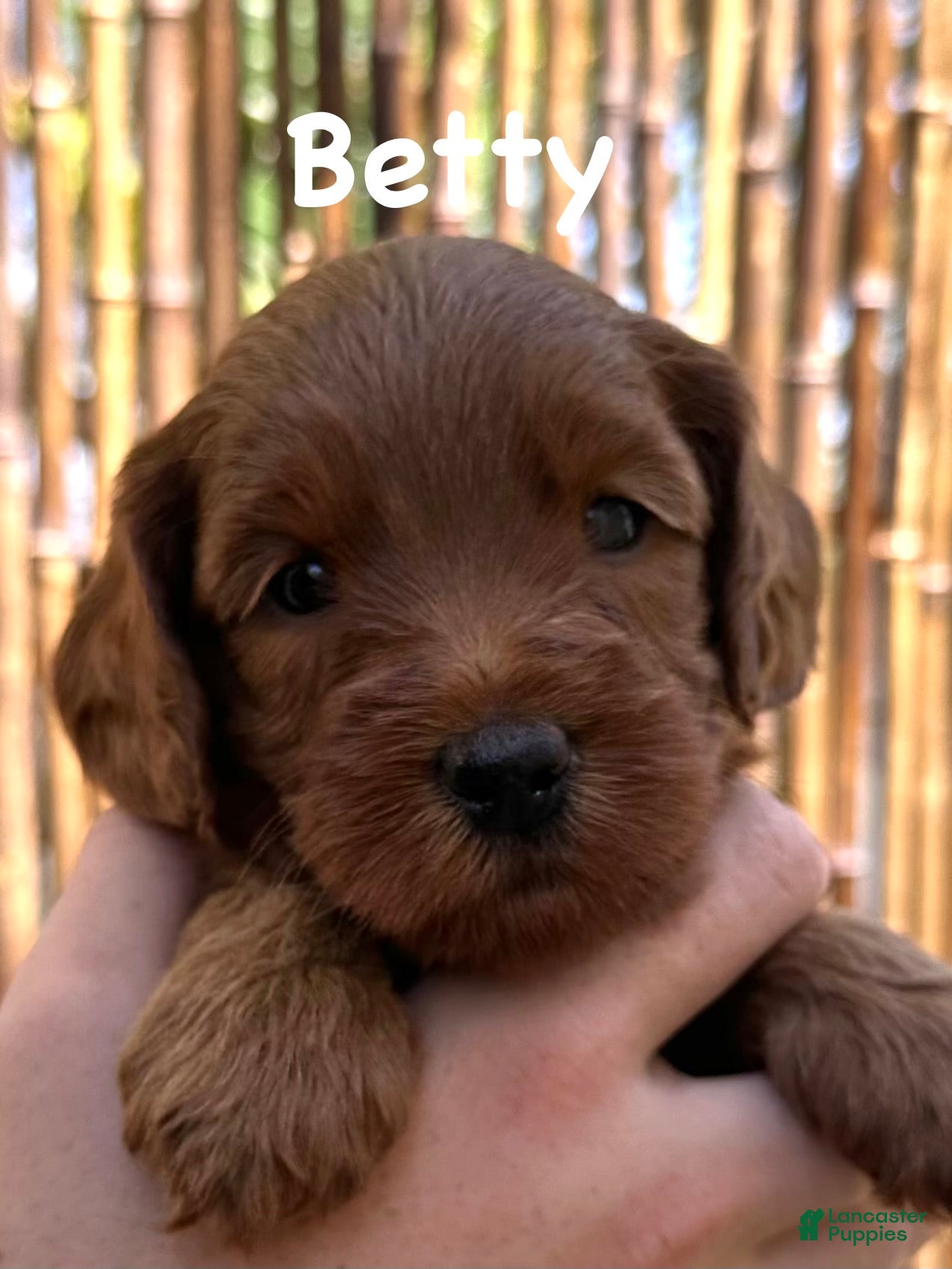 Australian Labradoodle dogs for sale: Betty - Ad 4