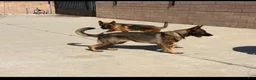 German Shepherd dogs for sale: German Shepherd 3 - Ad 2