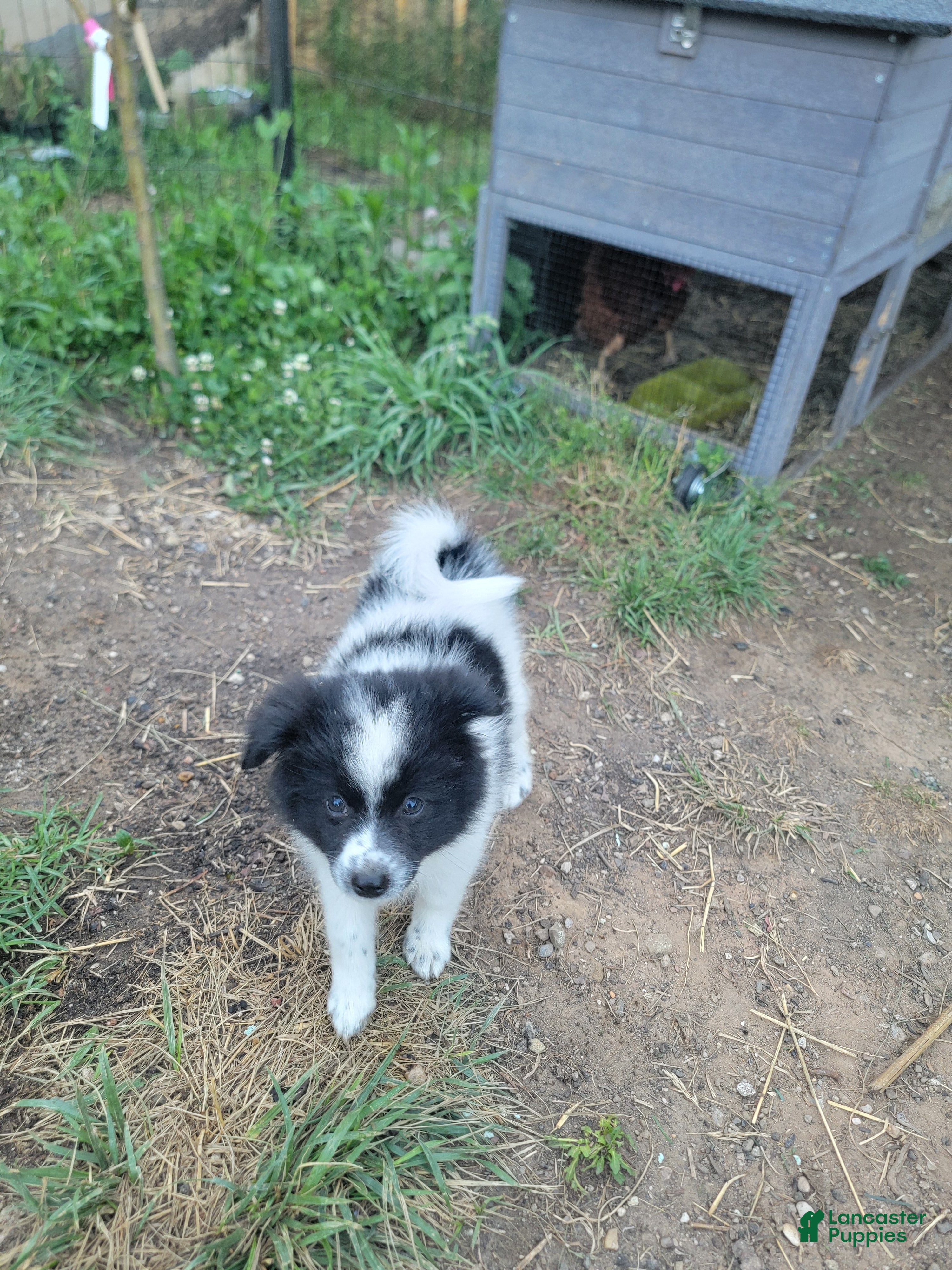 Pomeranian dogs Oreo - Ad 2