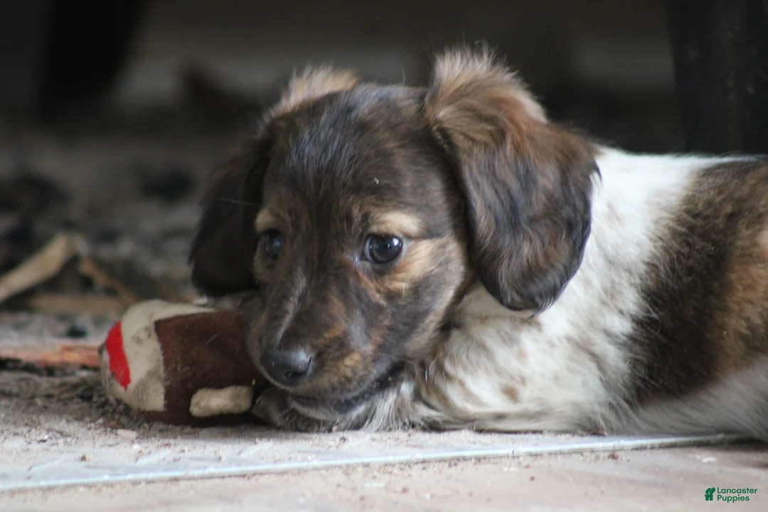 Miniature Dachshund dogs for sale: Bonita - Ad 11
