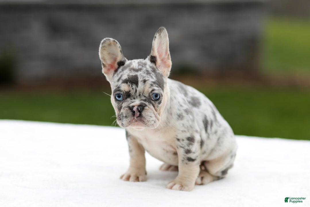 French Bulldog dogs for sale: Fern - Ad 5