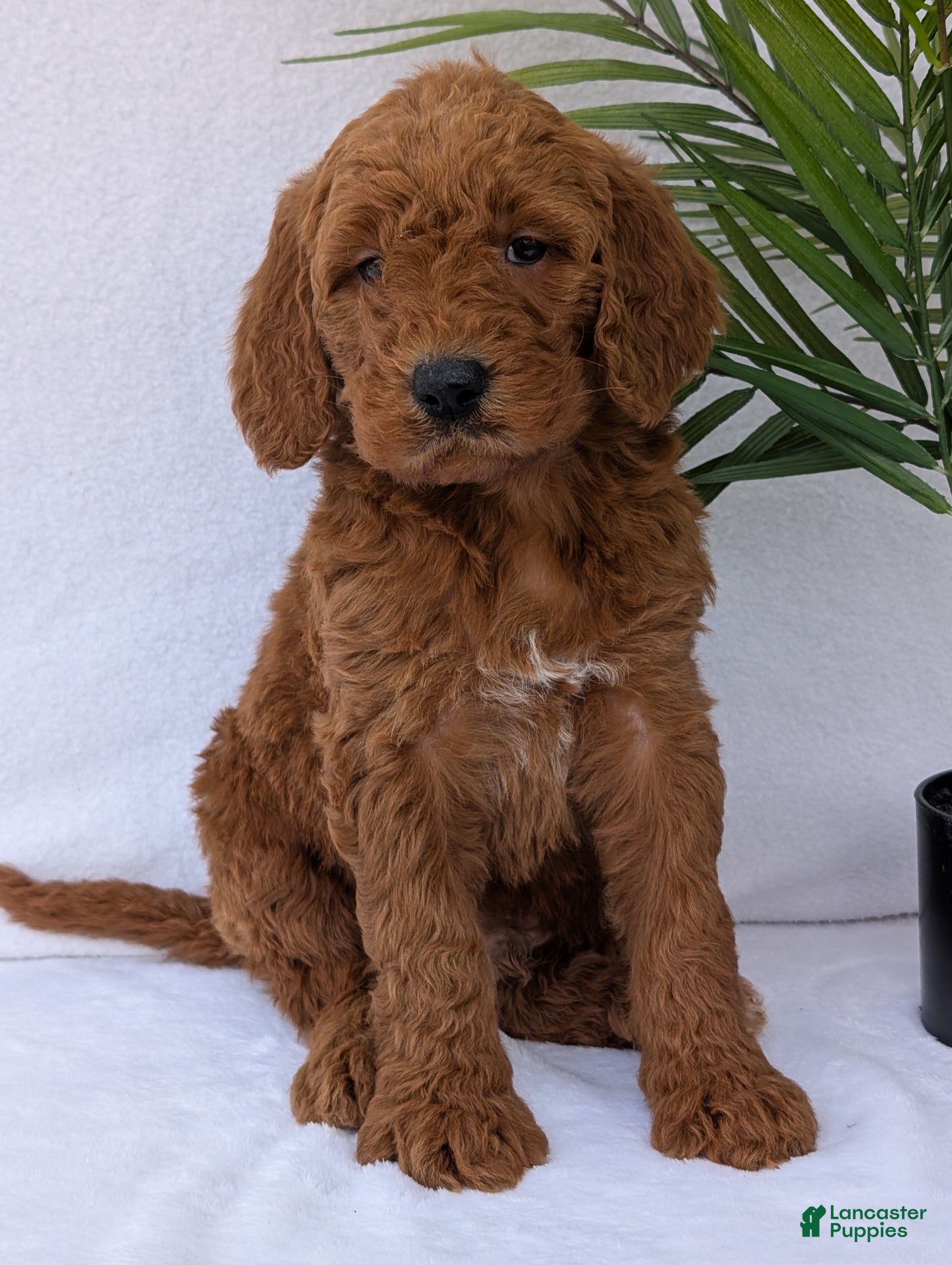 Goldendoodle dogs Parker - Ad 2
