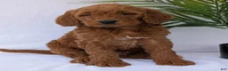Goldendoodle dogs for sale: Parker - Ad 1