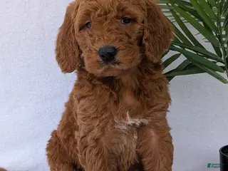 Goldendoodle dogs Parker - Ad 2