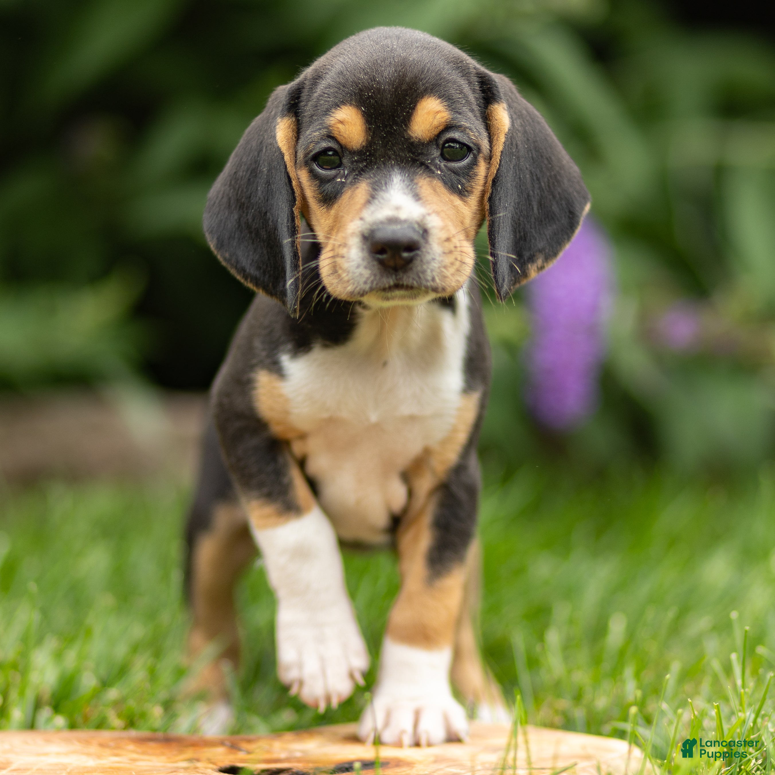 Beagle dogs for sale: Harmony - Ad 3