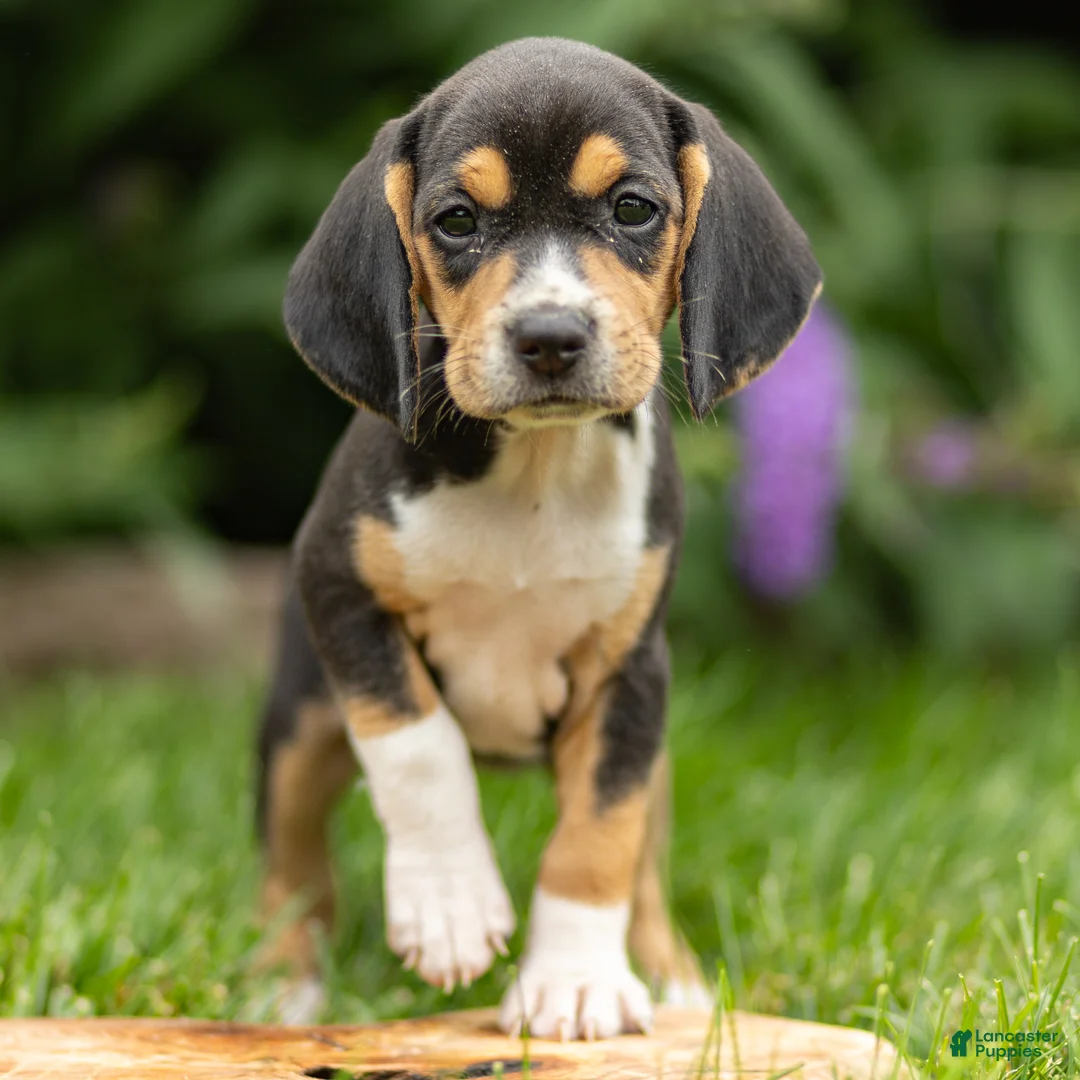 Beagle dogs for sale: Harmony - Ad 1