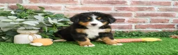 Bernese Mountain Dog dogs for sale: Snowflake  - Ad 9