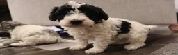 Miniature Poodle dogs for sale: Mabel - Ad 7