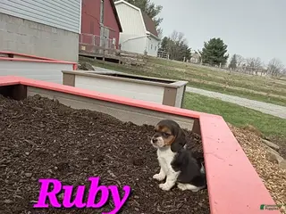 Beagle dogs Ruby - Ad 20