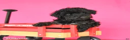 Toy Poodle dogs for sale: Ada - Ad 2