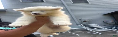 Samoyed 7