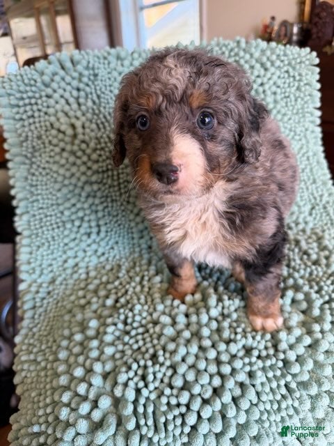 Bernedoodle dogs for sale: Kermit - Ad 2