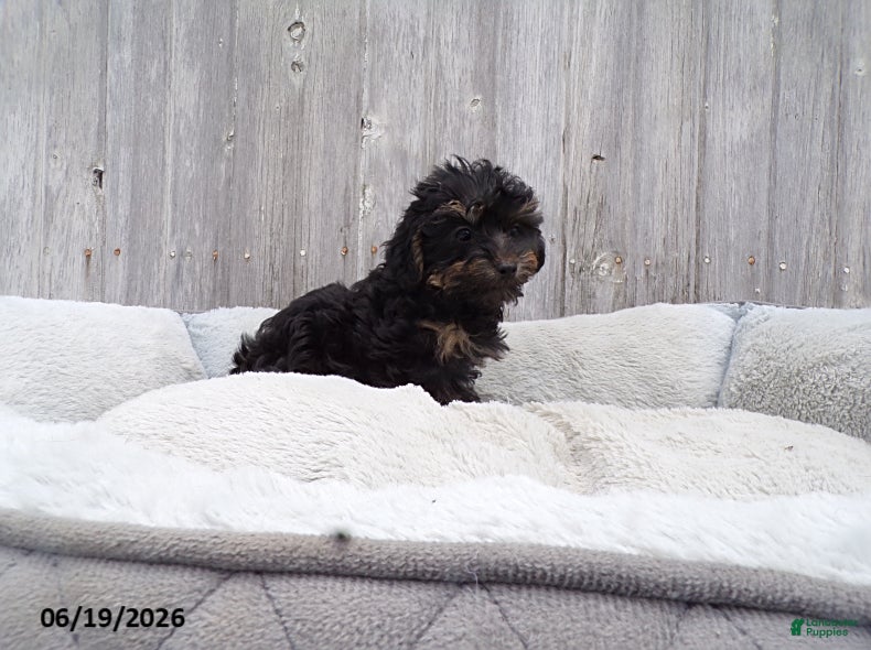 Yorkiepoo dogs Abbie - Ad 1