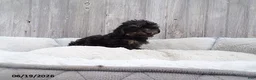 Yorkiepoo dogs for sale: Abbie - Ad 1