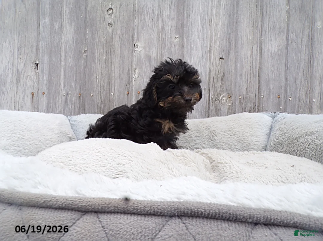 Yorkiepoo dogs for sale: Abbie - Ad 1