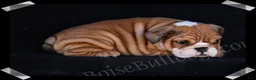 English Bulldog dogs for sale: Brown Sugar - Ad 5