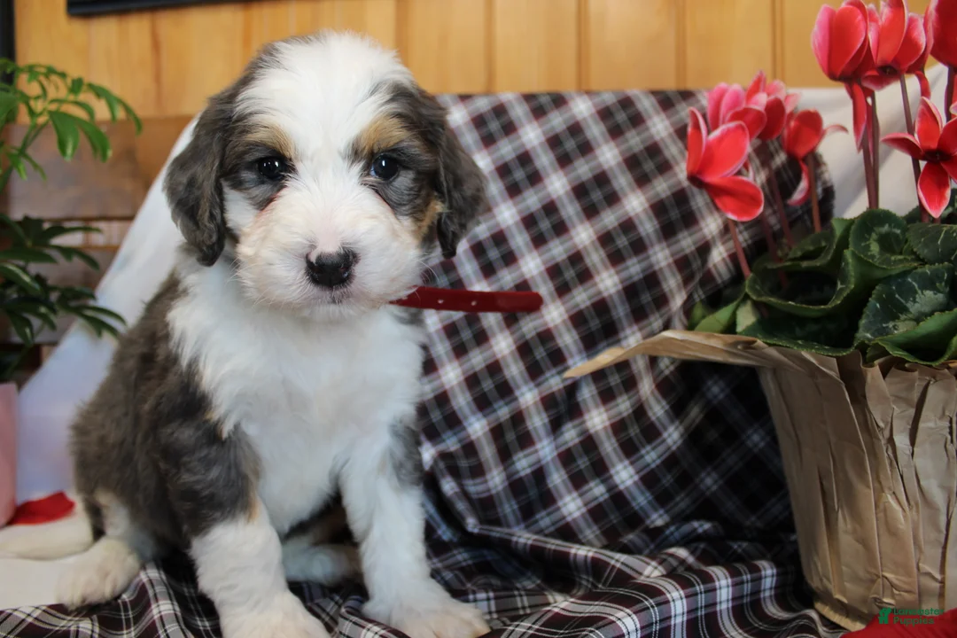 Bernedoodle dogs for sale: Tiger - Ad 7