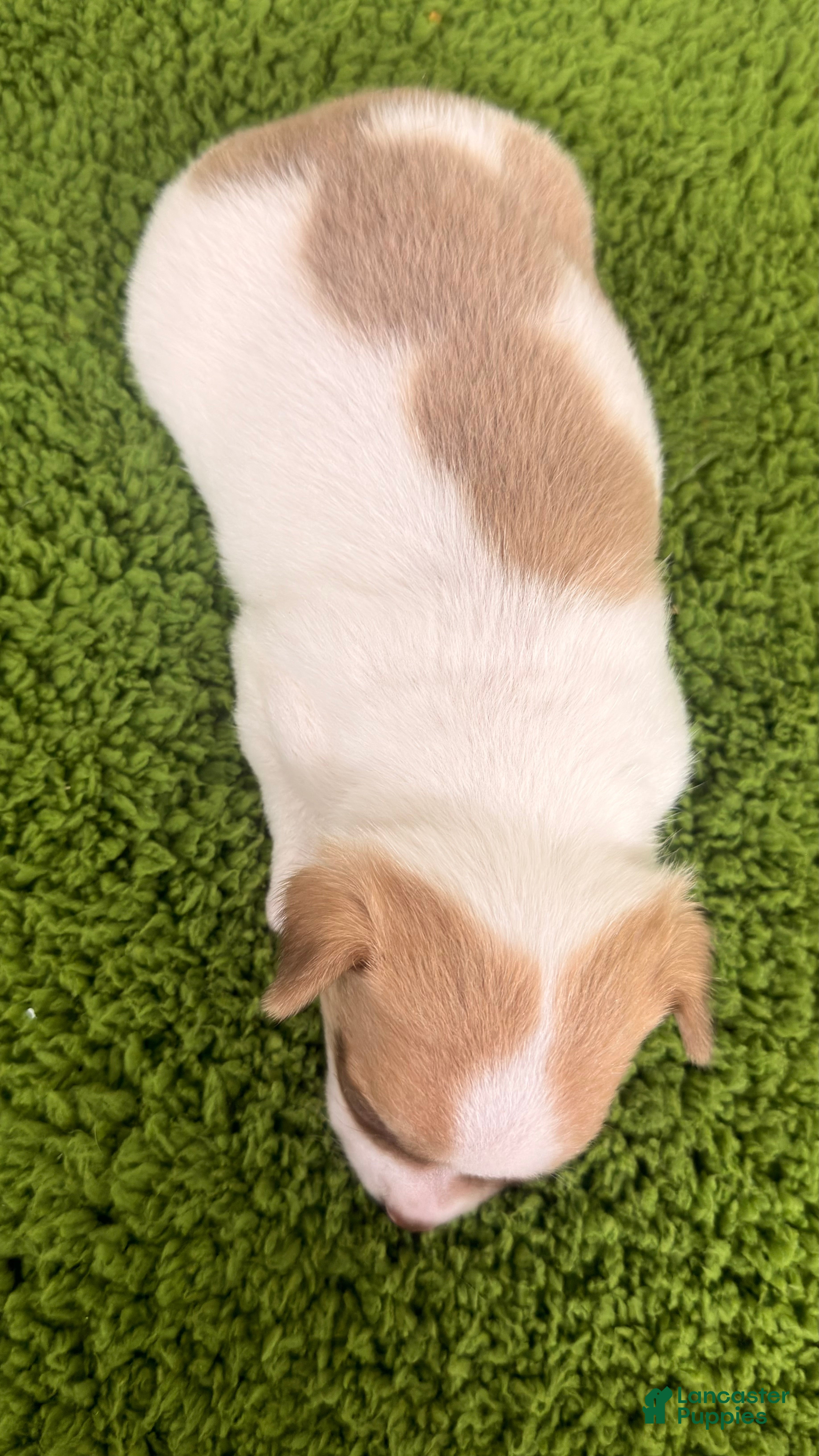 Chihuahua dogs Bruno - Ad 2