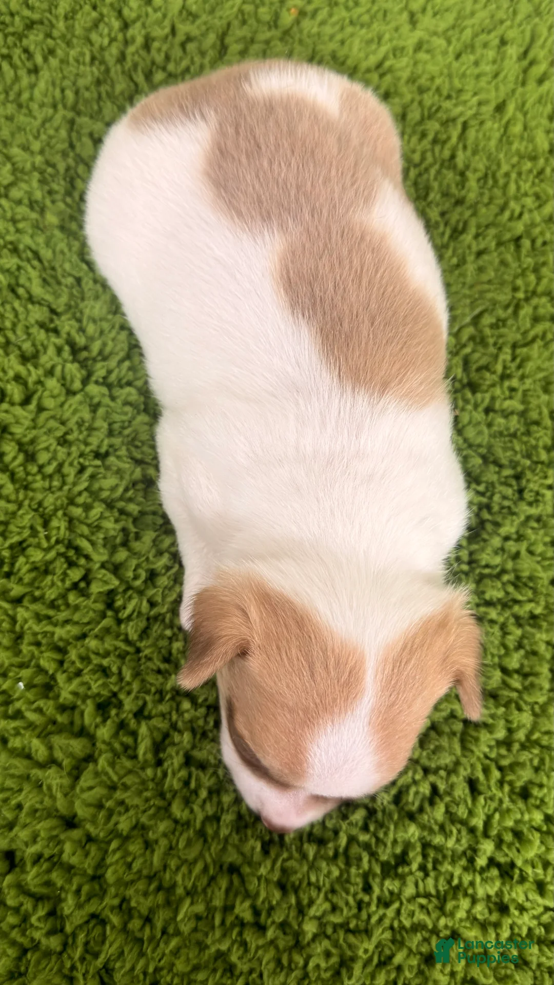 Chihuahua dogs for sale: Bruno - Ad 2