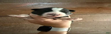 Rip
