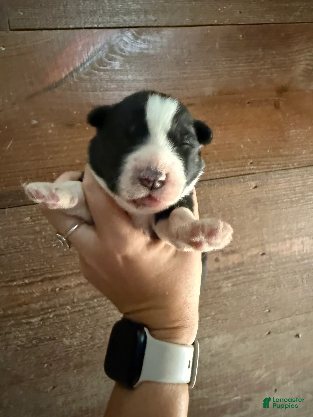 Gerberian Shepsky dogs for sale: Rip - Ad 1