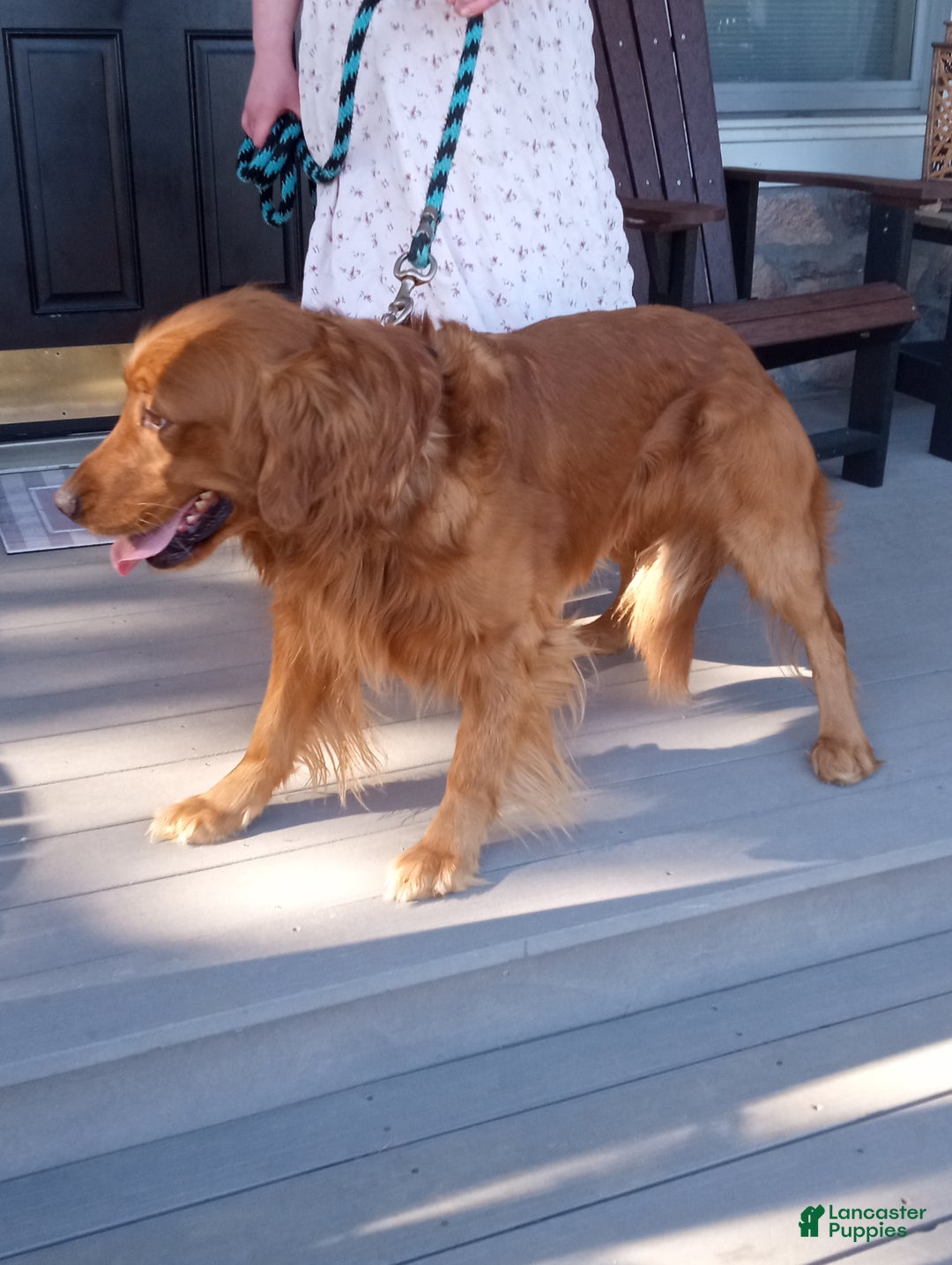 Golden Retriever dogs for sale: London - Ad 6