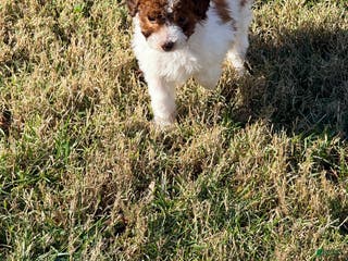 Pomapoo dogs Benji - Ad 38