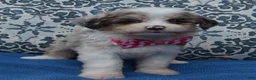 Mini Aussiedoodle dogs for sale: Mini Ava - Ad 9