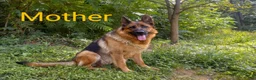 German Shepherd dogs for sale: Gunnar - Ad 4