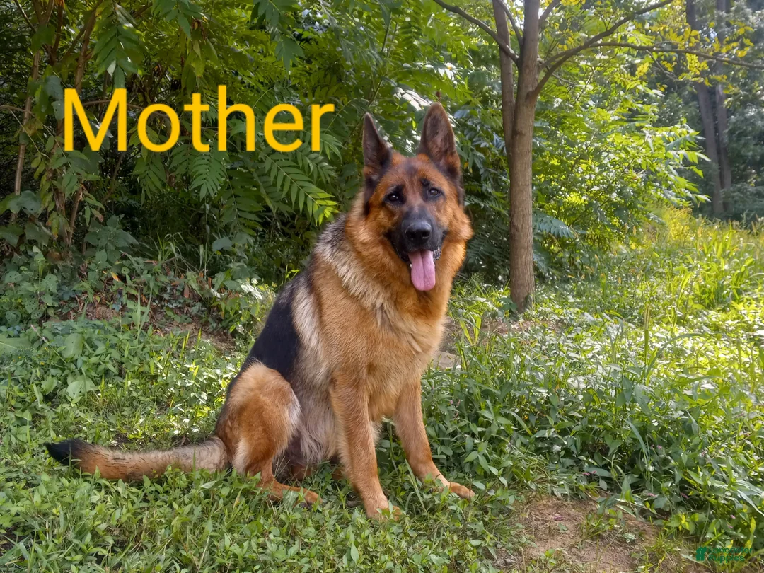 German Shepherd dogs for sale: Gunnar - Ad 4