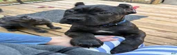 Cane Corso dogs for sale: Blue&White - Ad 2