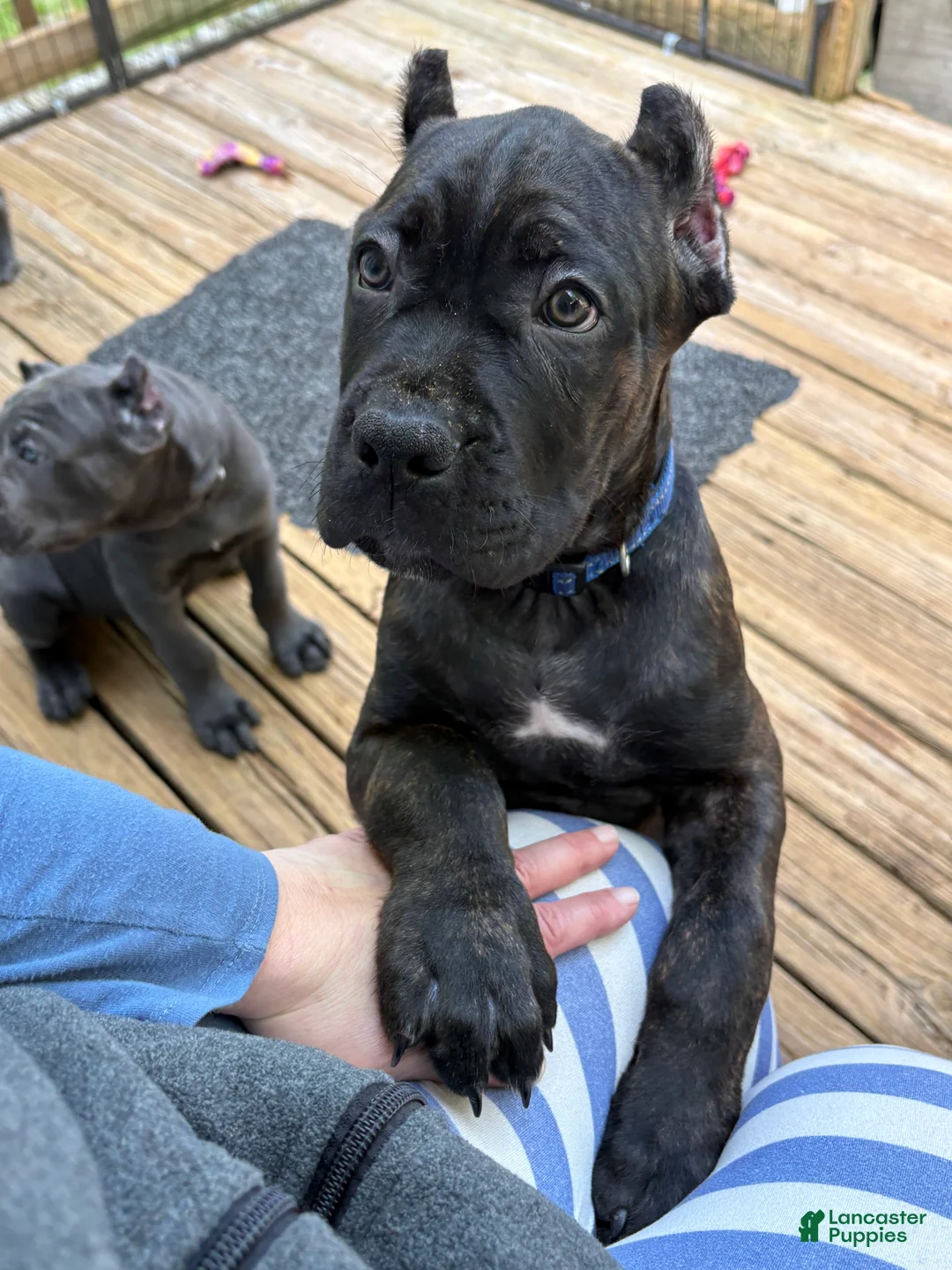 Cane Corso dogs for sale: Blue&White - Ad 2