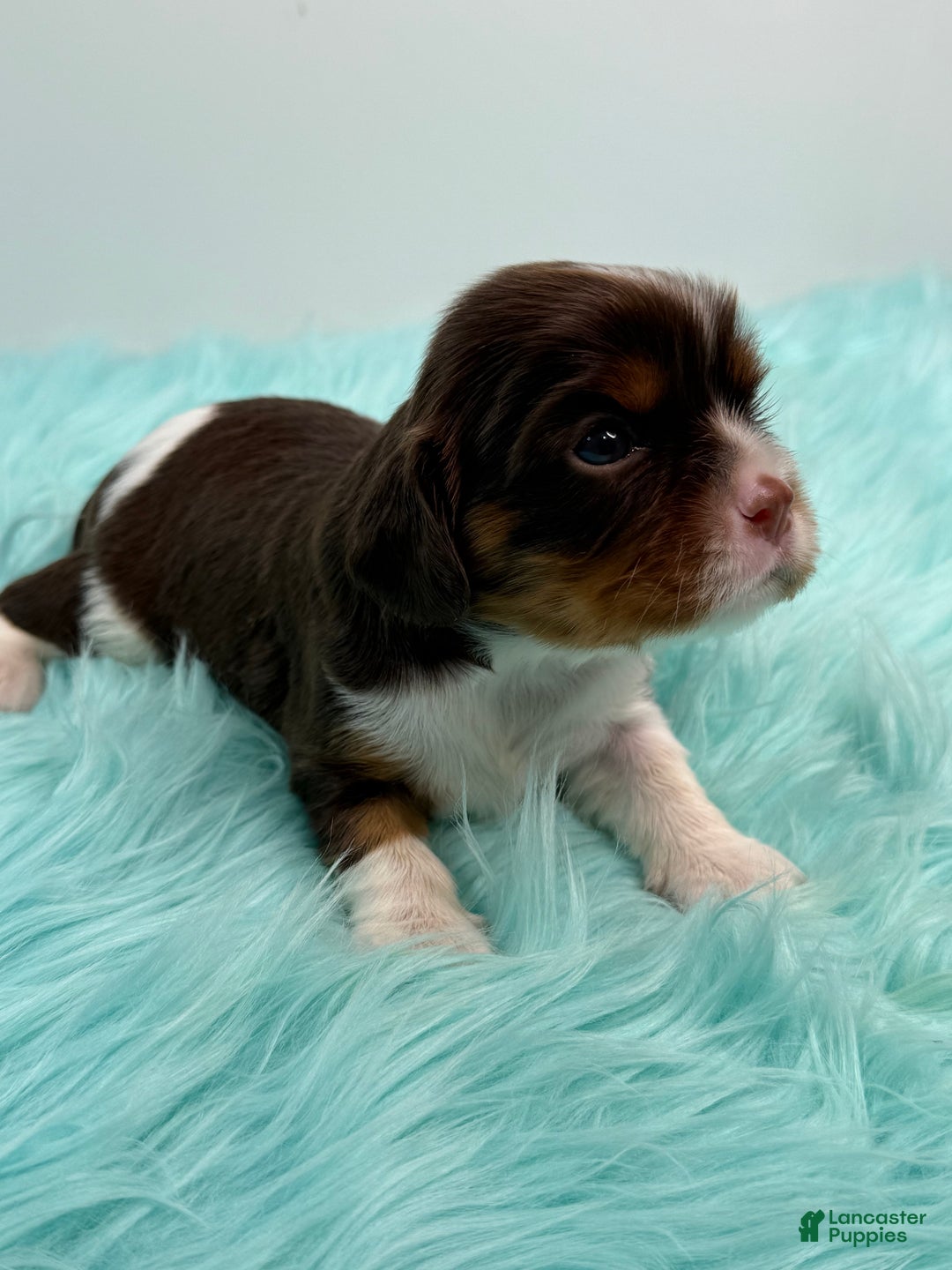 Cavalier King Charles Spaniel dogs for sale: Brownie - Ad 6