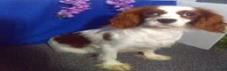 Cavapoo dogs for sale: Lexi - Ad 10