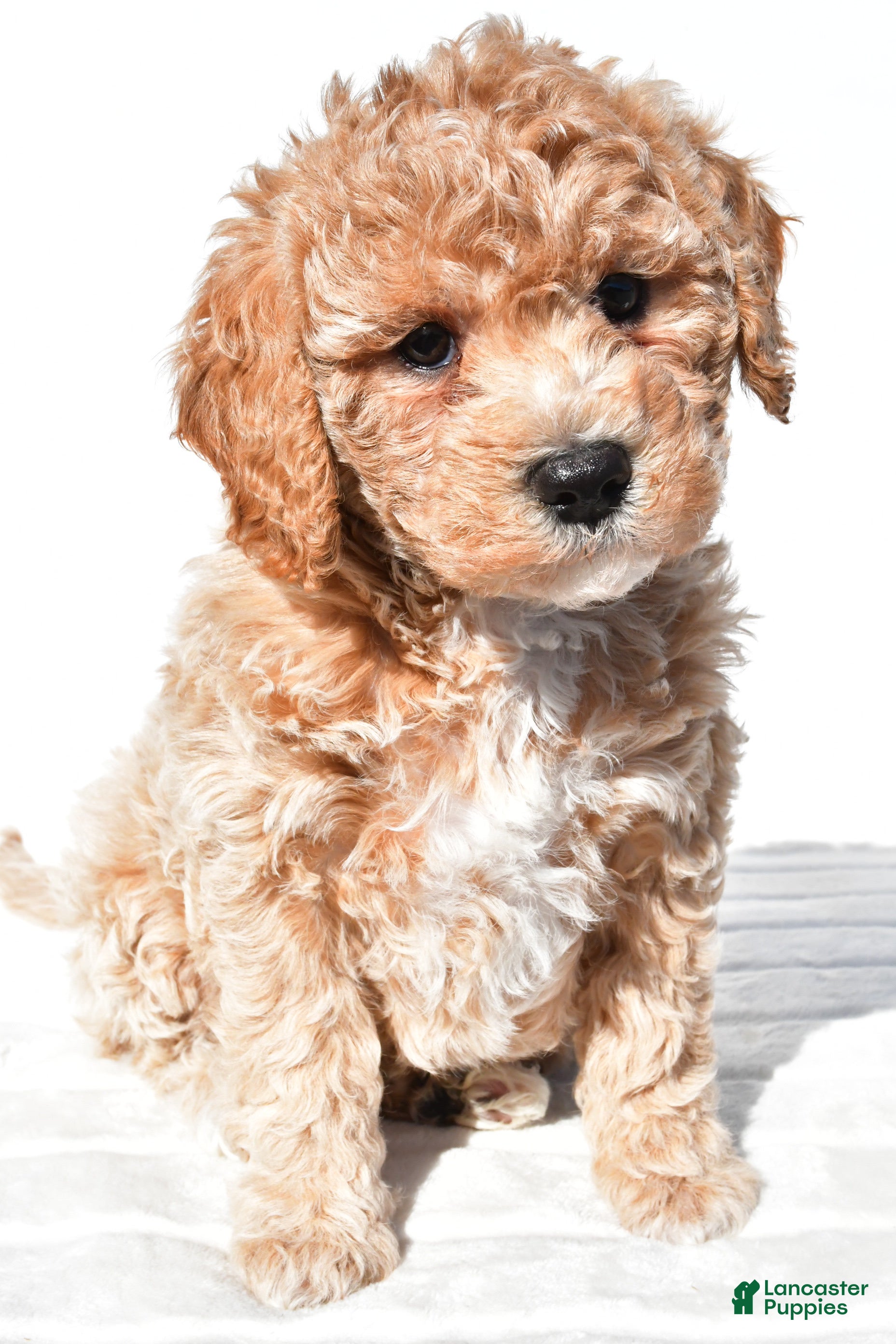Mini Goldendoodle dogs Bella - Ad 1