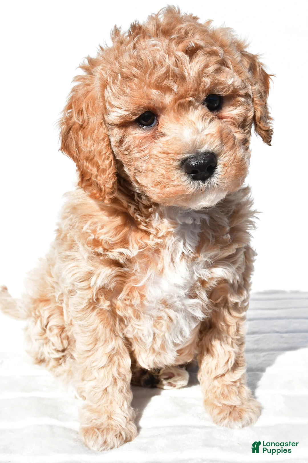Mini Goldendoodle dogs for sale: Bella - Ad 1