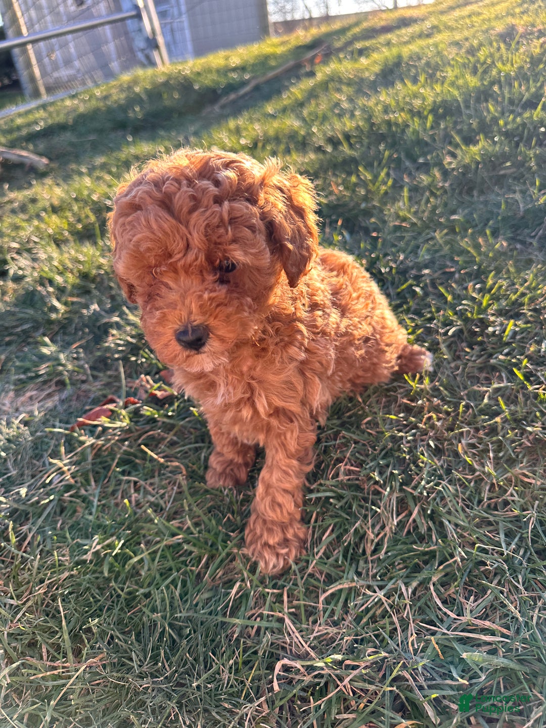 Toy Poodle dogs for sale: Coco- AKC POTTY TRAINED - Ad 5