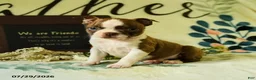 Boston Terrier dogs for sale: Zeus - Ad 3