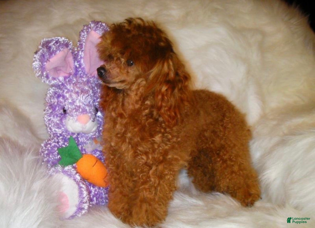 Toy Poodle dogs for sale: Toy Poodle Puppy 1 - Ad 3
