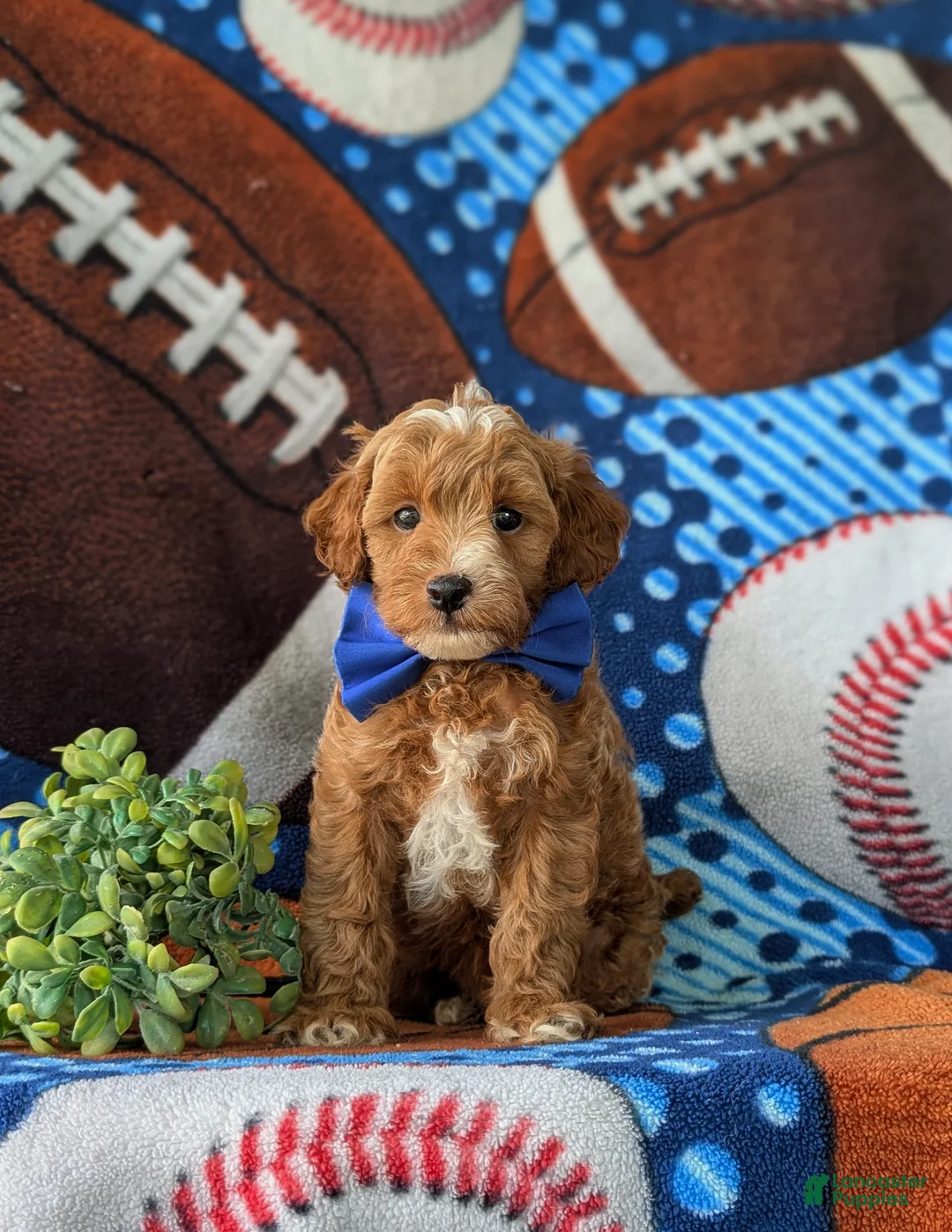 Cockapoo dogs for sale: Braedon Hypoallergenic - Ad 2