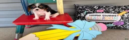 Cavalier King Charles Spaniel dogs for sale: Starlight  - Ad 3