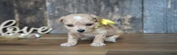Maltipoo dogs for sale: Dagan - Ad 4