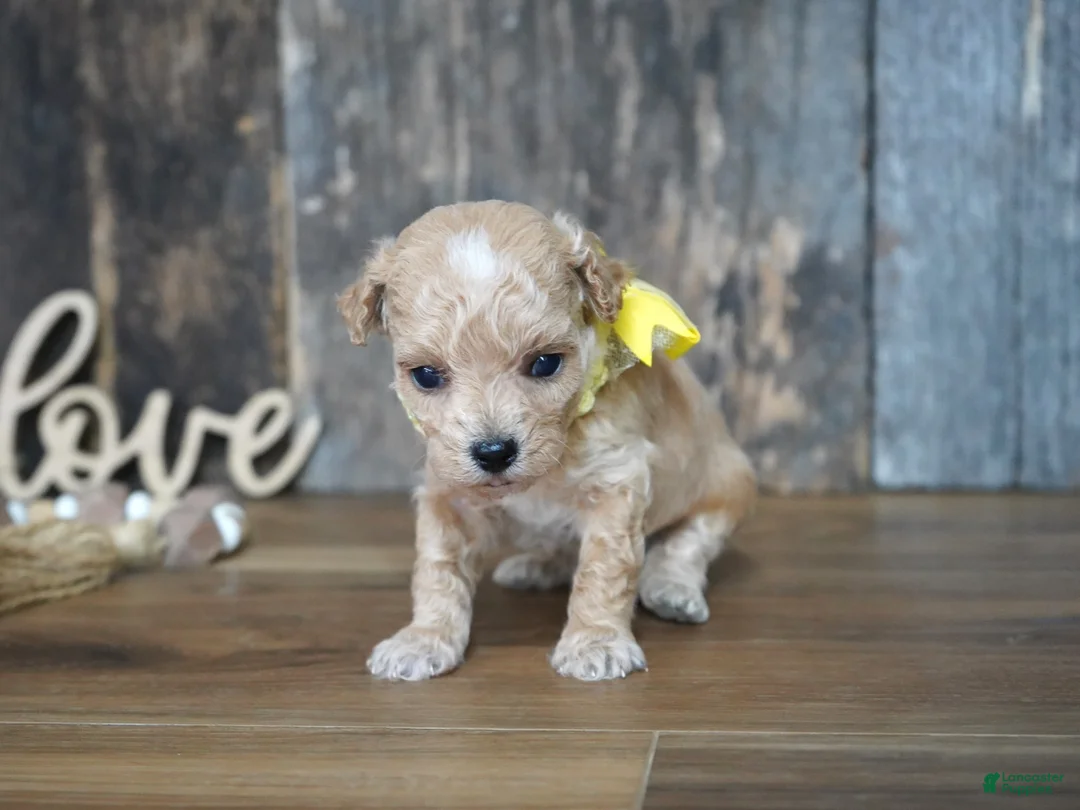 Maltipoo dogs for sale: Dagan - Ad 4